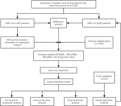 The Prognostic Model and Drug Sensitivity of LKB1-Mutant Lung Adenocarcinoma Based on Immune Landscape